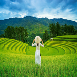 Оризови полета във Виетнам...