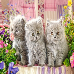 Три сиви котенца