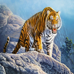 Тигър на скалата