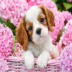 Кученце в розови цветя